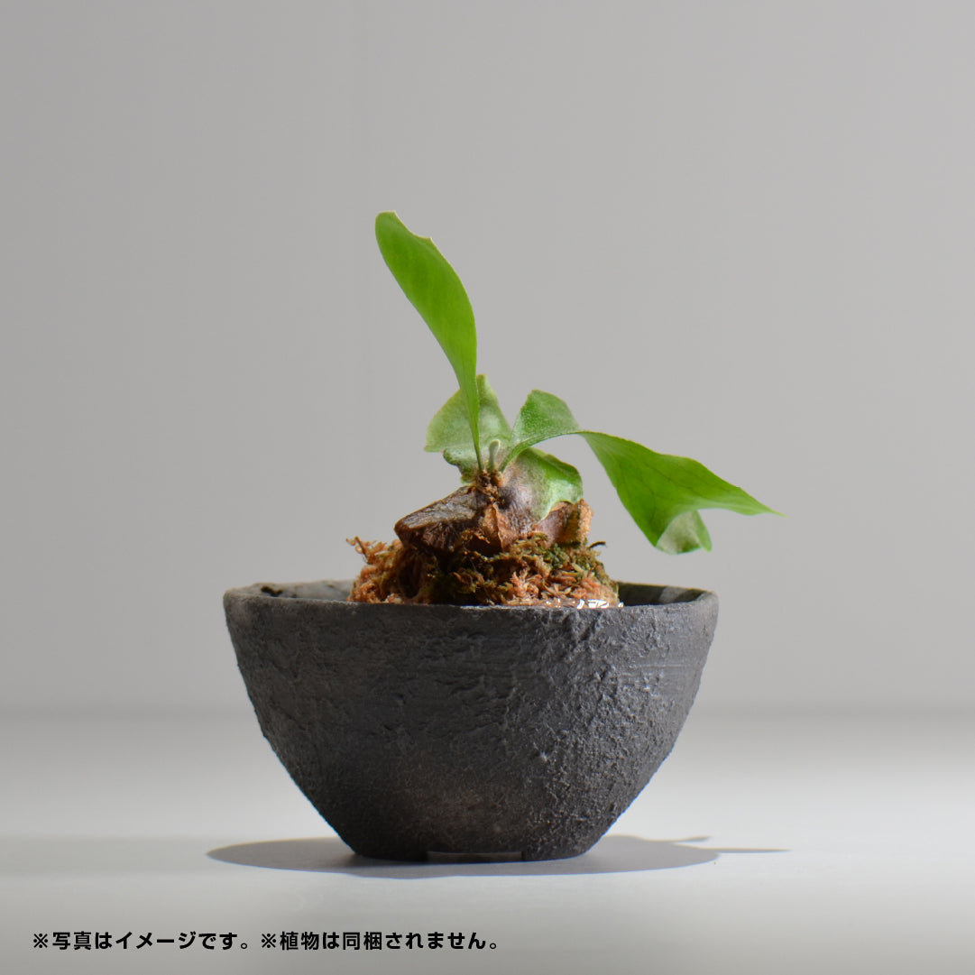Kenichi Saito / Casting / chu_ma022 / Approx. φ12.2cm / Flowerpot