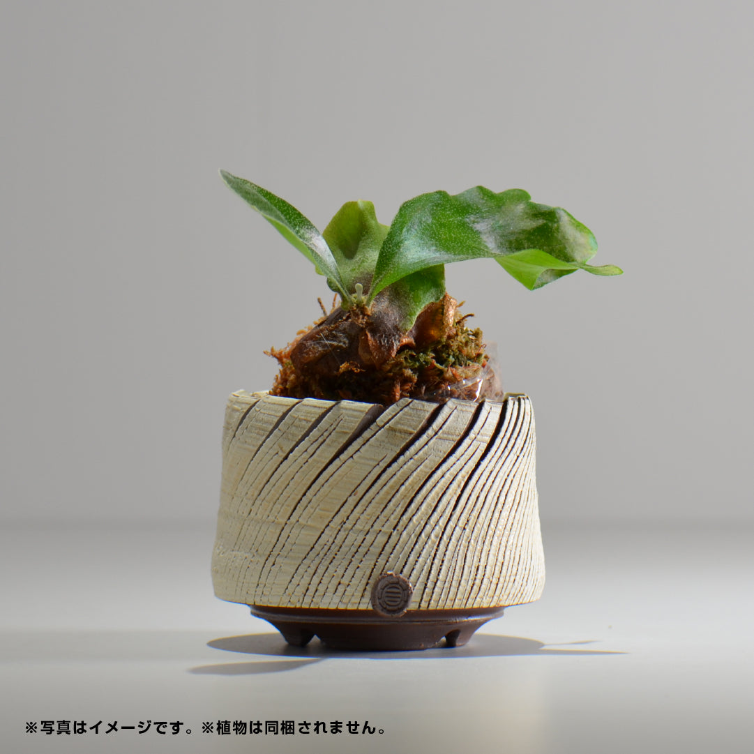 陶房Kibi / シュレッド/tksh_06_s  / 約 φ9.5cm / 植木鉢