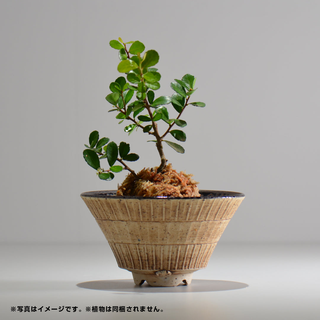 陶房Kibi / シエル ラウンドスプレット / 0056 / 約 φ15cm / 植木鉢