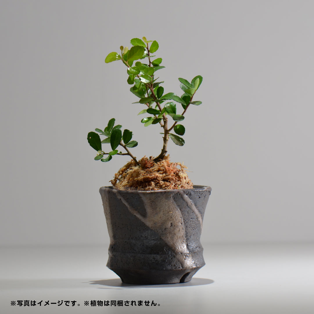 穂髙隆児 /hekiun01_06/ 約φ11.7cm / 植木鉢