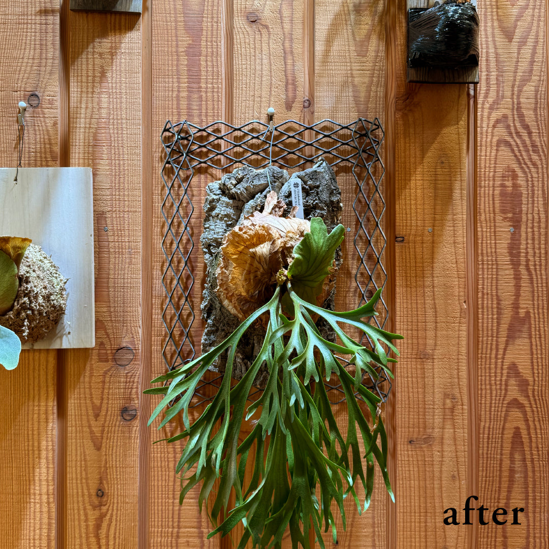 植田屋×鉄 / ビカクシダ アイアンフレーム / ut_01_xl / W31.7cm × H40.5cm / ビカクシダ額