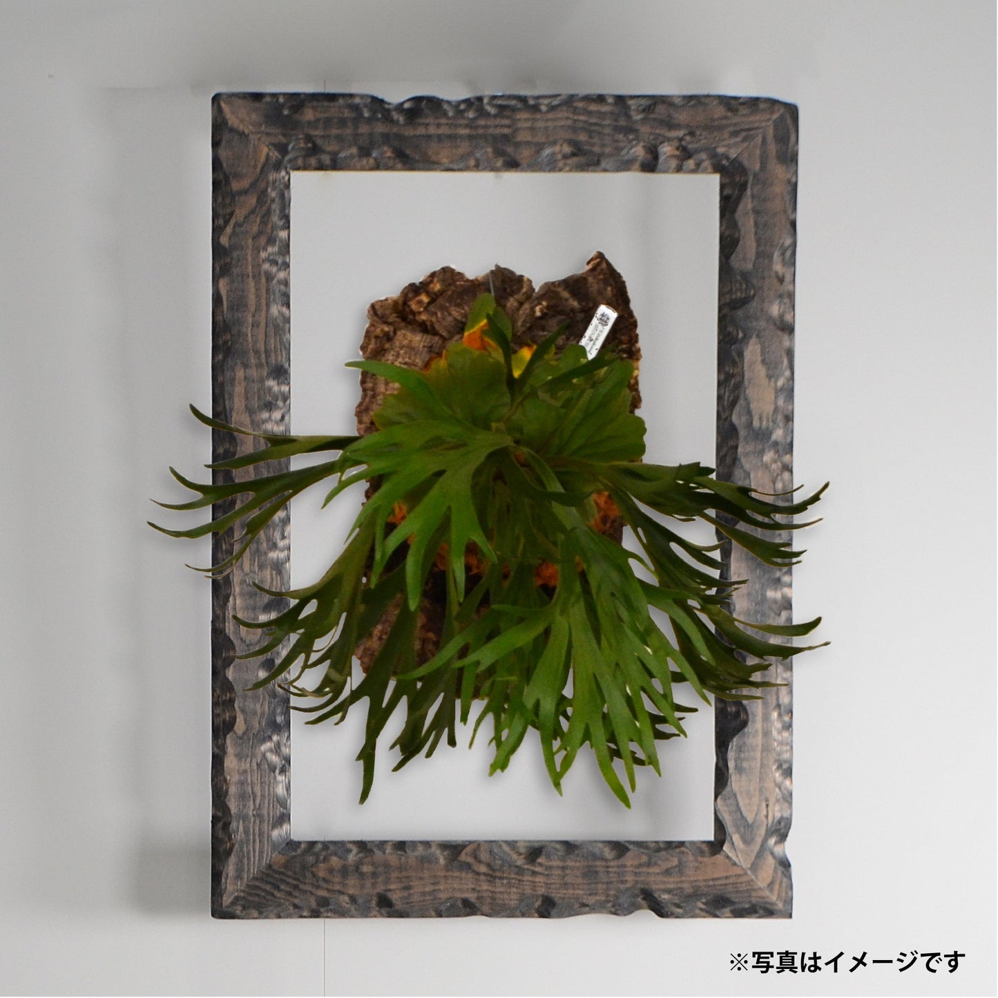 第3ワームホール:com / あぶく /  abuku_01 / W31cm × H44cm /ビカクシダの額