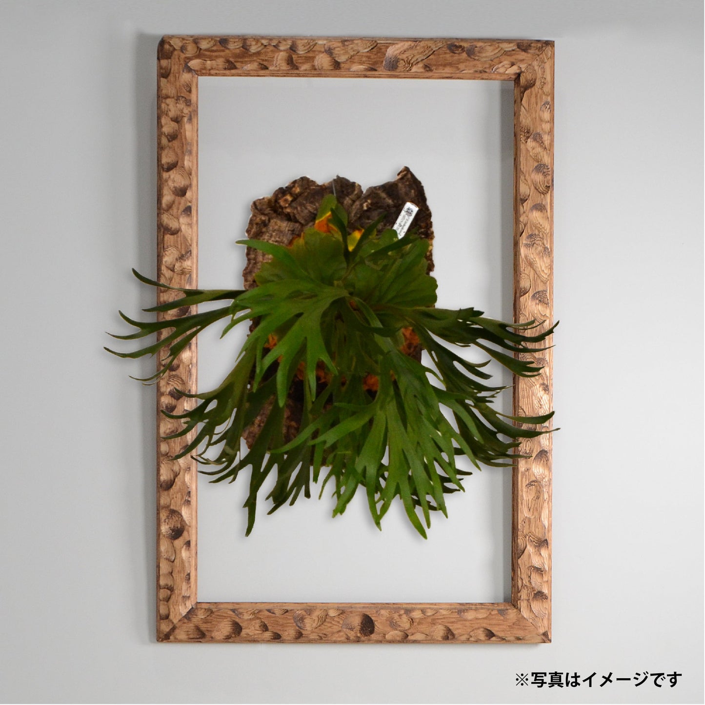 第3ワームホール:com / あぶく / abuku_06 / W40.5cm × H62.5cm / ビカクシダの額