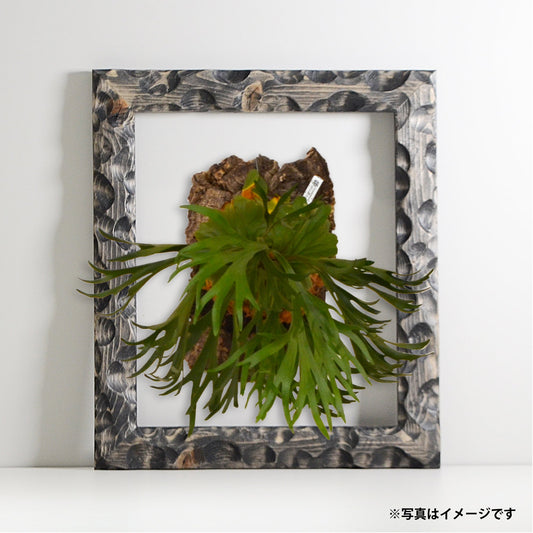 第3ワームホール:com / あぶく杢黒 / abuku_b_01 / W30.7cm × H35.5cm / ビカクシダの額