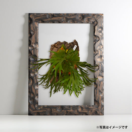 第3ワームホール:com / あぶく杢黒 / abuku_b_04 / W33.5cm × H45.5cm / ビカクシダの額