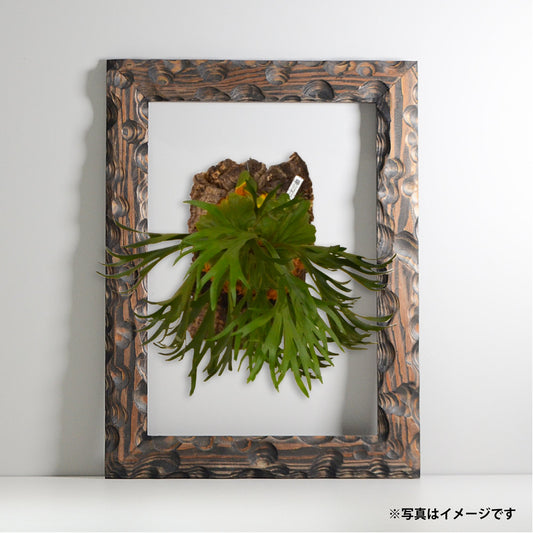 第3ワームホール:com / あぶく杢黒 / abuku_b_05 / W33cm × H44.5cm / ビカクシダの額