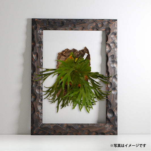 第3ワームホール:com / あぶく杢黒 / abuku_b_06 / W34cm × H45.4cm / ビカクシダの額