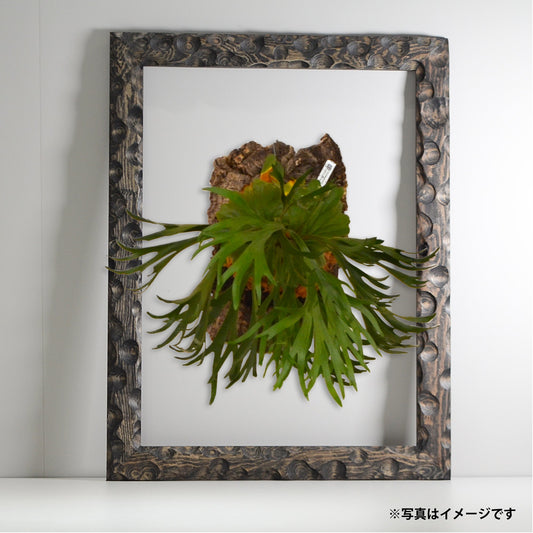 第3ワームホール:com / あぶく杢黒 / abuku_b_07 / W45.5cm × H59.3cm / ビカクシダの額