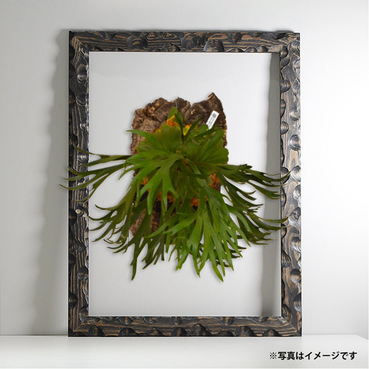 第3ワームホール:com / あぶく杢黒 / abuku_b_08 / W44.6cm × H59cm / ビカクシダの額