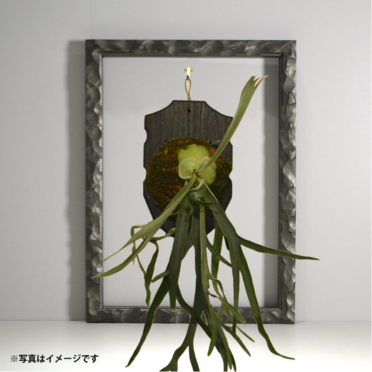 第3ワームホール:com / あぶく 深森 / abuku_11 / W38cm × H53.5cm / ビカクシダの額