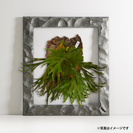 第3ワームホール:com / あぶく深森 / abuku_ol_01 / W31cm × H25.5cm / ビカクシダの額