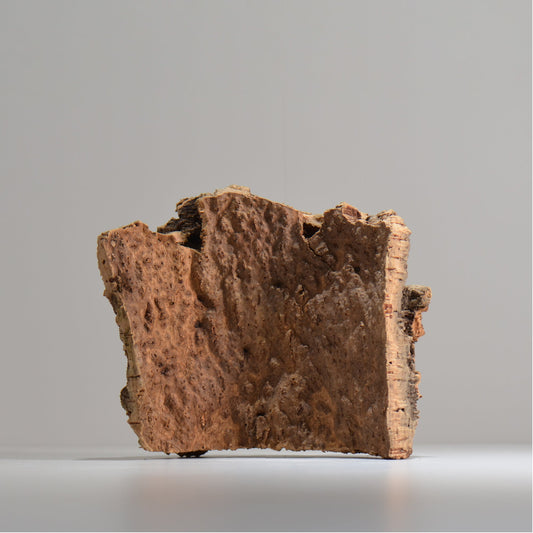 板付け用コルク / ビカクシダ / エアプランツ / 長辺約24cm / hachi_ko01_xl / 着生板