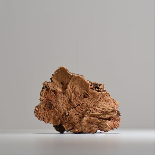 板付け用コルク / ビカクシダ / エアプランツ / 長辺約20cm / hachi_ko05_xl / 着生板