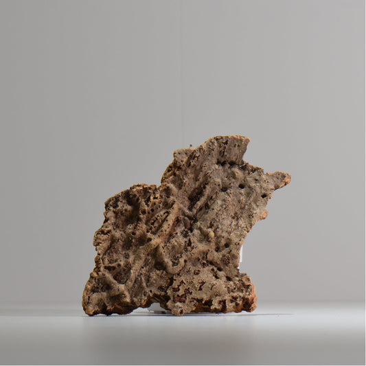 板付け用コルク / ビカクシダ / エアプランツ / 長辺約21cm / hachi_ko08_xl / 着生板