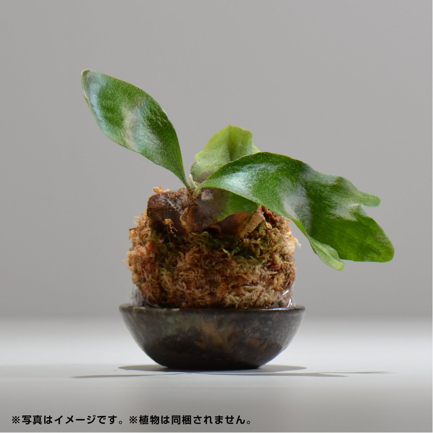 ヒノモトナツミ / 鈍-にび- / hn01_02nibi_xs / 約 φ8.5cm / 苔玉皿