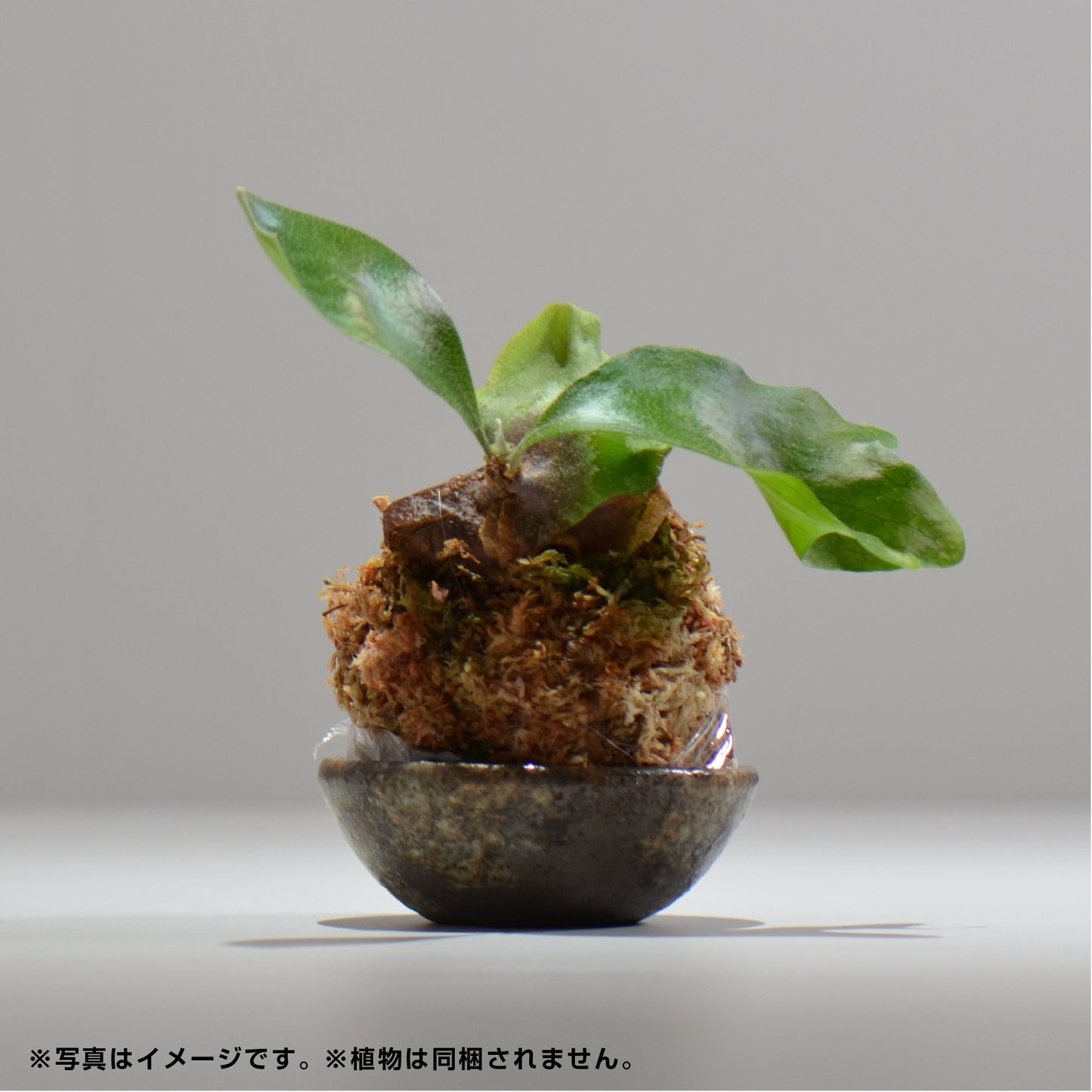ヒノモトナツミ / 鈍-にび- / hn01_05nibi_xs / 約 φ8.5cm / 苔玉皿