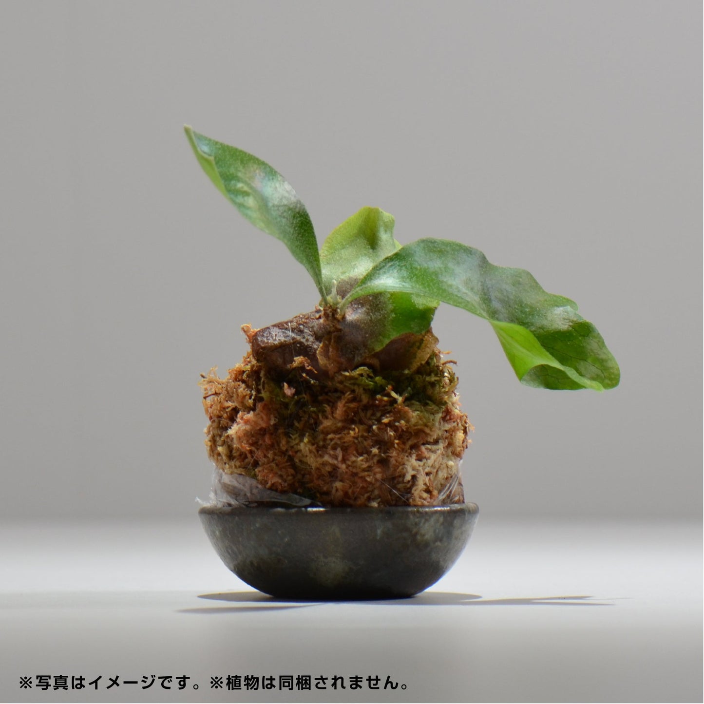 ヒノモトナツミ / 鈍-にび- / hn01_06nibi_xs /  約 φ8.3cm / 苔玉皿
