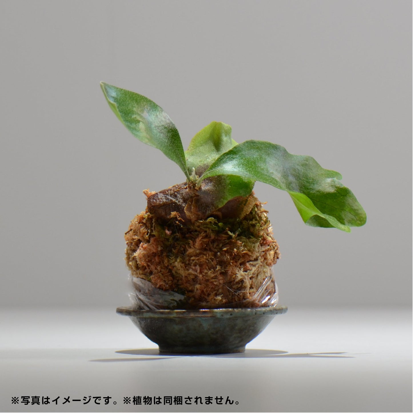 ヒノモトナツミ / 鈍-にび- / hn01_08nibi_xs / 約 φ8.8cm / 苔玉皿