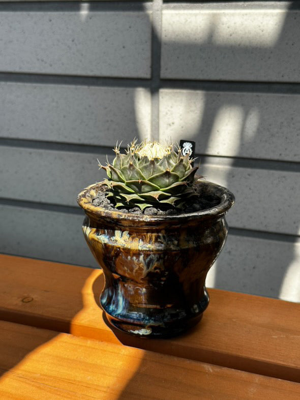帝冠 × 縁