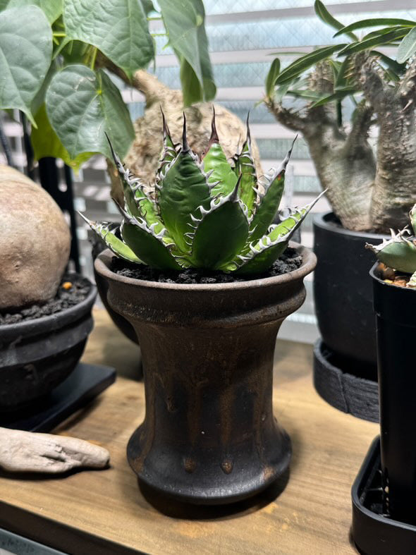 アガベ ホリダ × FUCLAY black