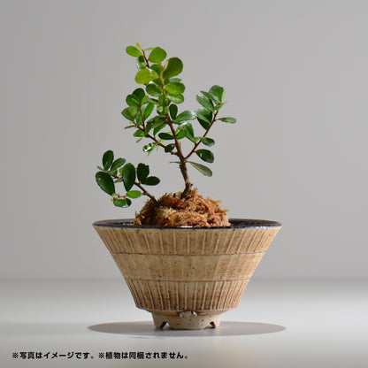 陶房Kibi / シエル ラウンドスプレット /  0056 / 約 φ15cm / 植木鉢