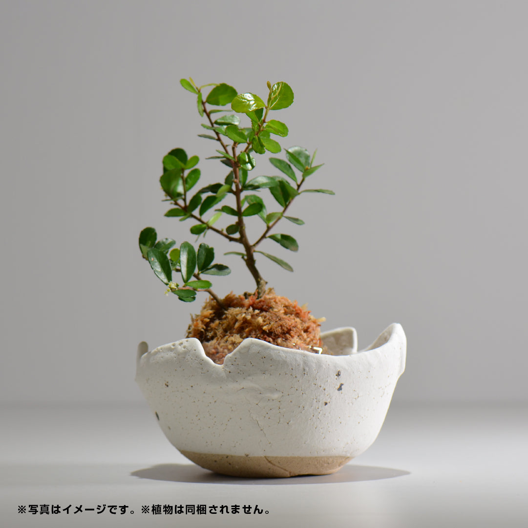 川合牧人 / UROKO POT / uroko4_04_m /  約φ14cm  / 植木鉢