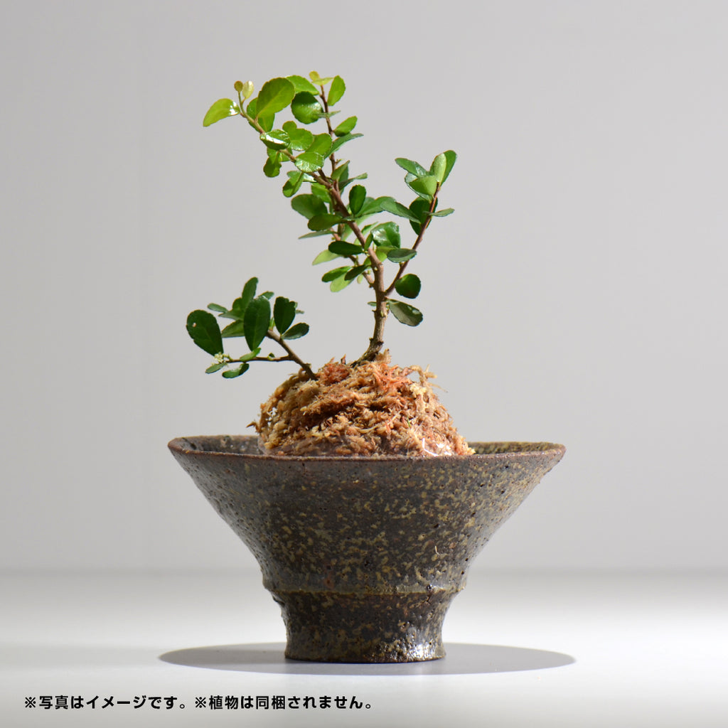 山下太 / ASOBO 錆（さび）/ 27 / 約 φ16cm / 植木鉢