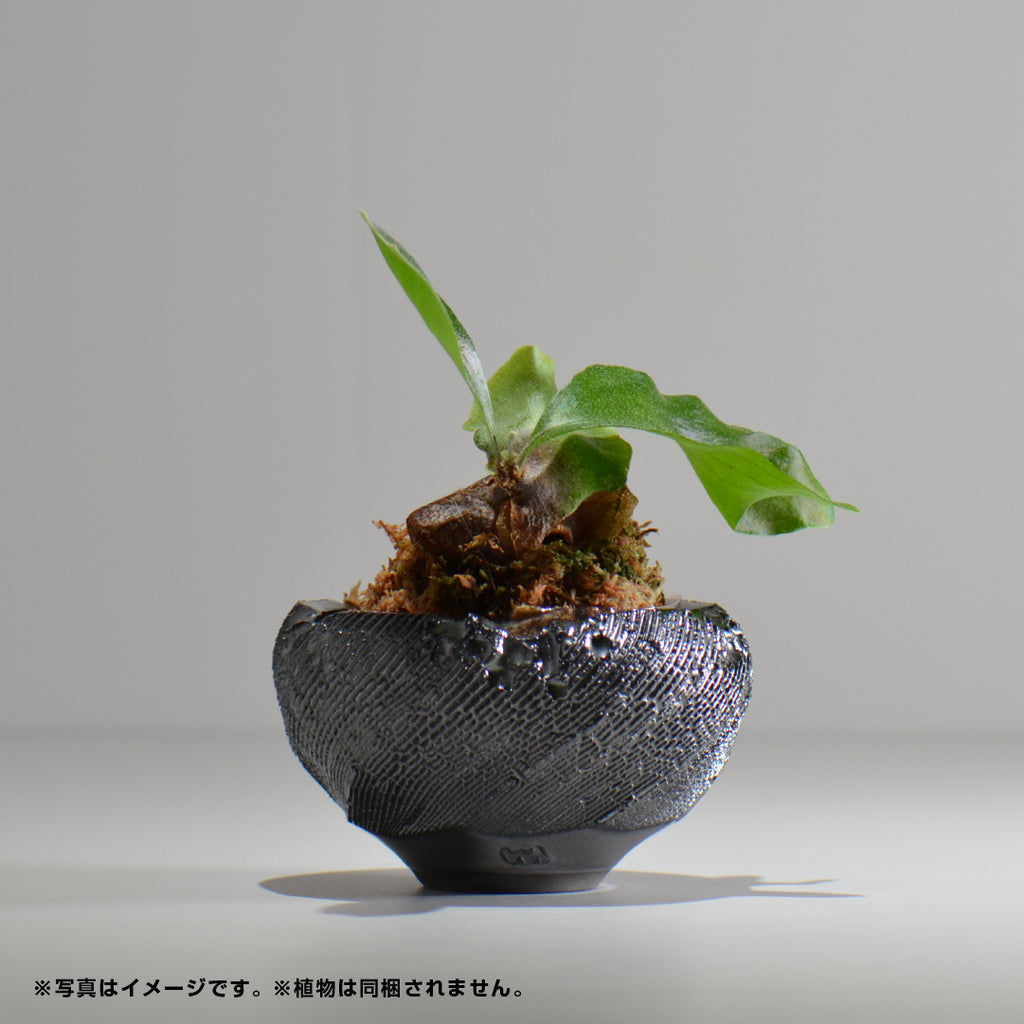 GLOWERS / 螺煌 / RAKOH / rakoh02_cut6_s / 約φ10cm / 植木鉢