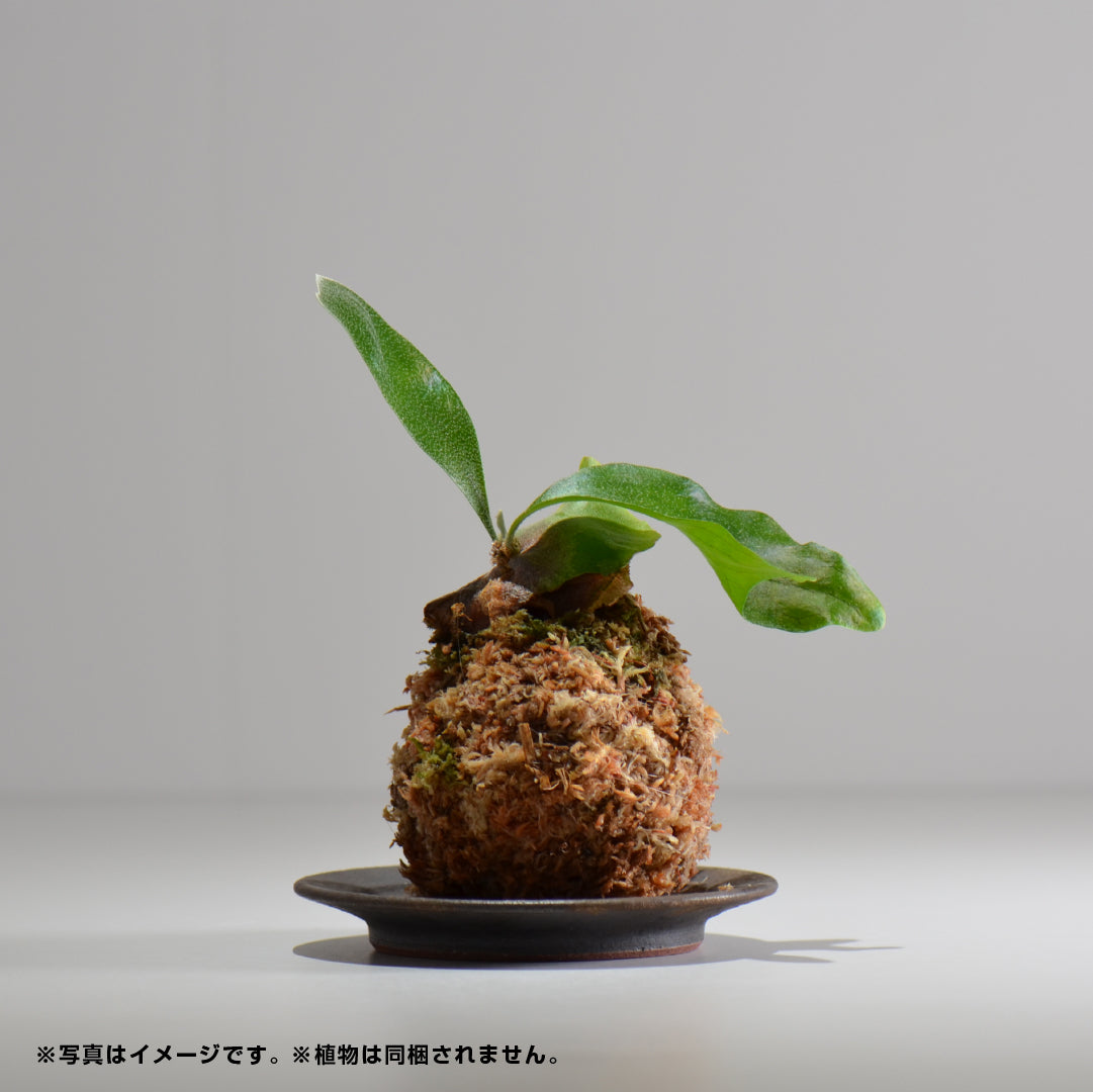 fuclay / FUCLAY black / fbp_01_s / 約 φ12cm / 鉢受け皿