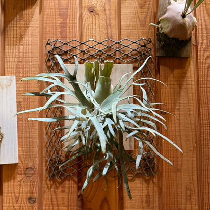 植田屋×鉄 / ビカクシダ アイアンフレーム /  ut_01_xl / W31.7cm × H40.5cm / ビカクシダ額