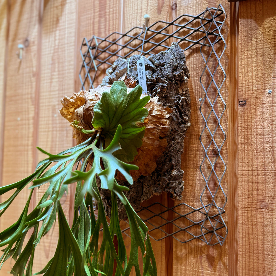 植田屋×鉄 / ビカクシダ アイアンフレーム /  ut_01_xl / W31.7cm × H40.5cm / ビカクシダ額