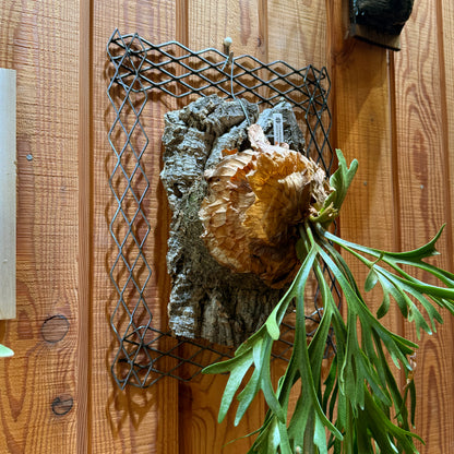 植田屋×鉄 / ビカクシダ アイアンフレーム /  ut_01_xl / W31.7cm × H40.5cm / ビカクシダ額