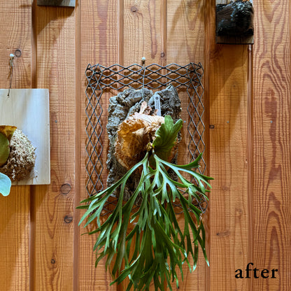 植田屋×鉄 / ビカクシダ アイアンフレーム /  ut_01_xl / W31.7cm × H40.5cm / ビカクシダ額