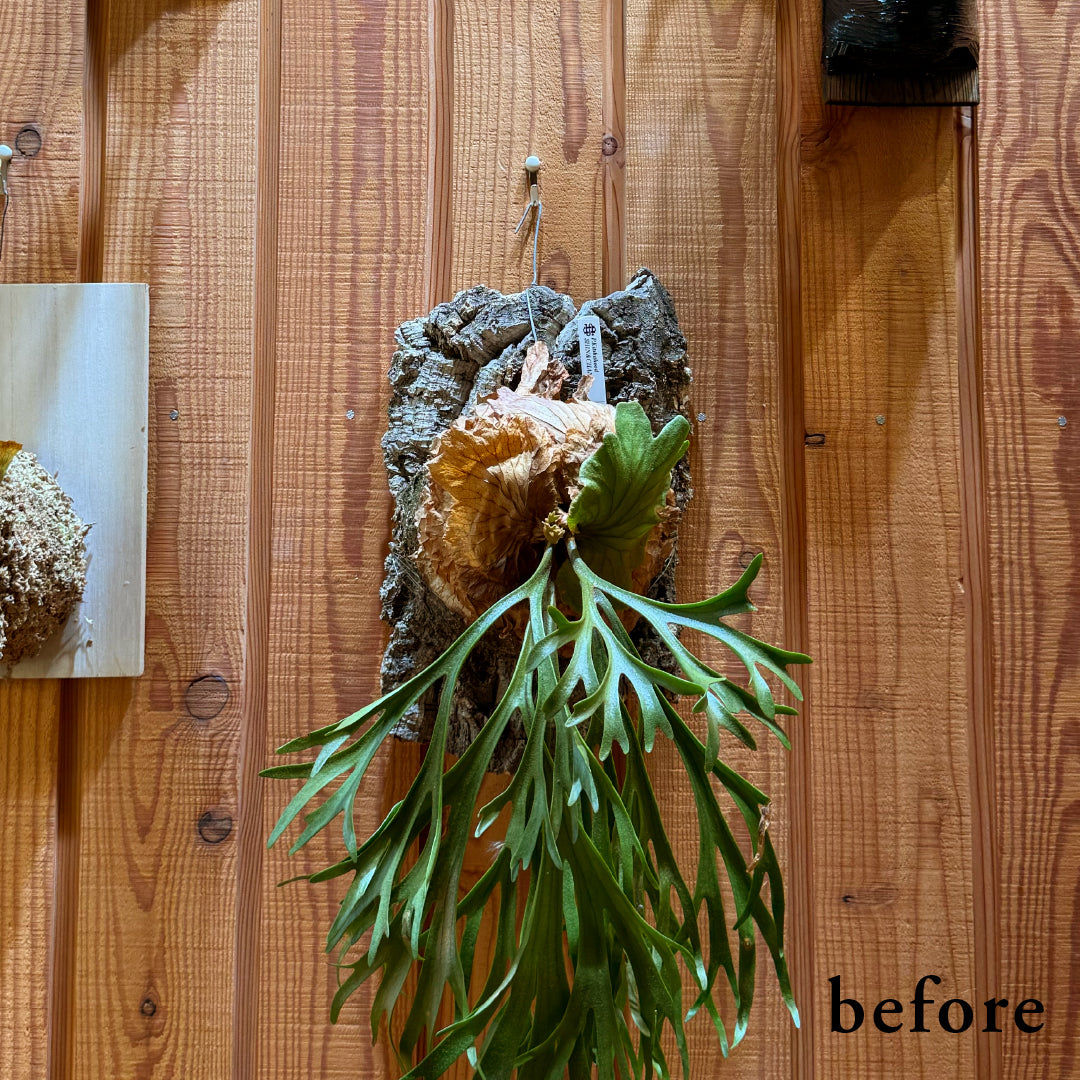 植田屋×鉄 / ビカクシダ アイアンフレーム /  ut_01_xl / W31.7cm × H40.5cm / ビカクシダ額