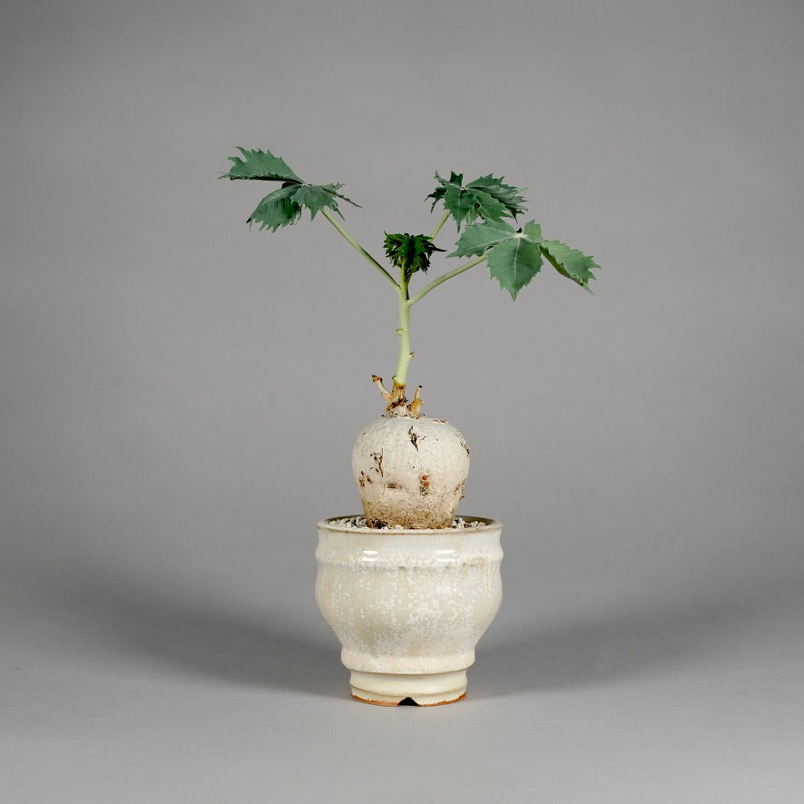 植物：Jatropha berlandieri ／鉢：内山真寿美さん