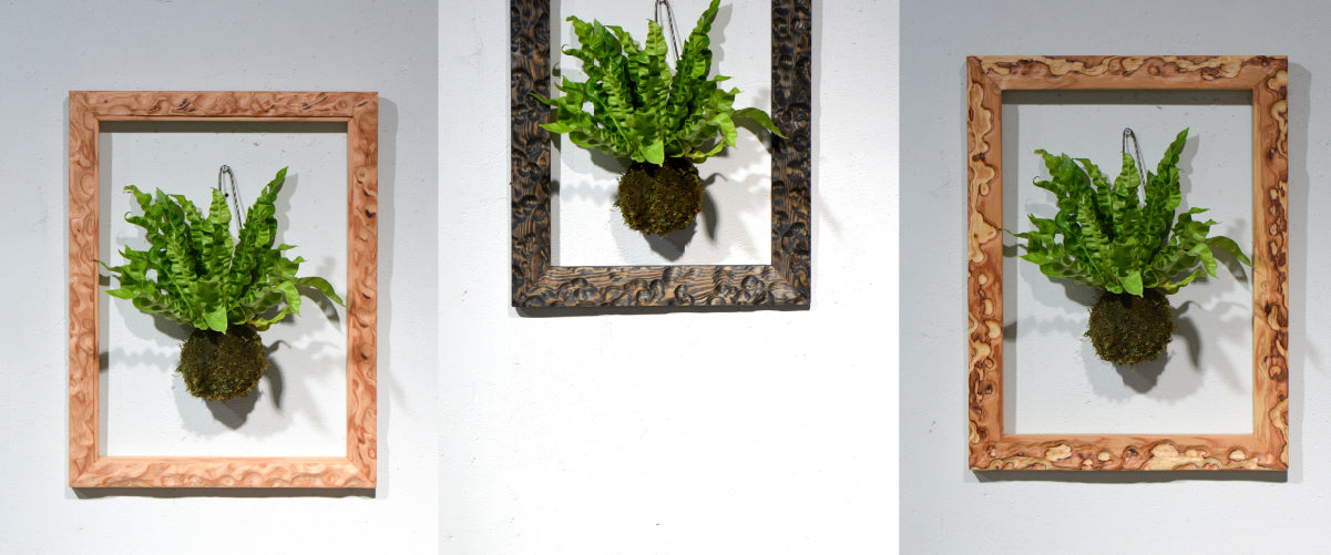 HACHILABO - A store specializing in tuberous plants, ornamental