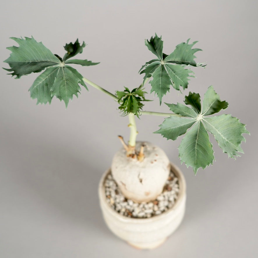 植物：Jatropha berlandieri ／鉢：内山真寿美さん