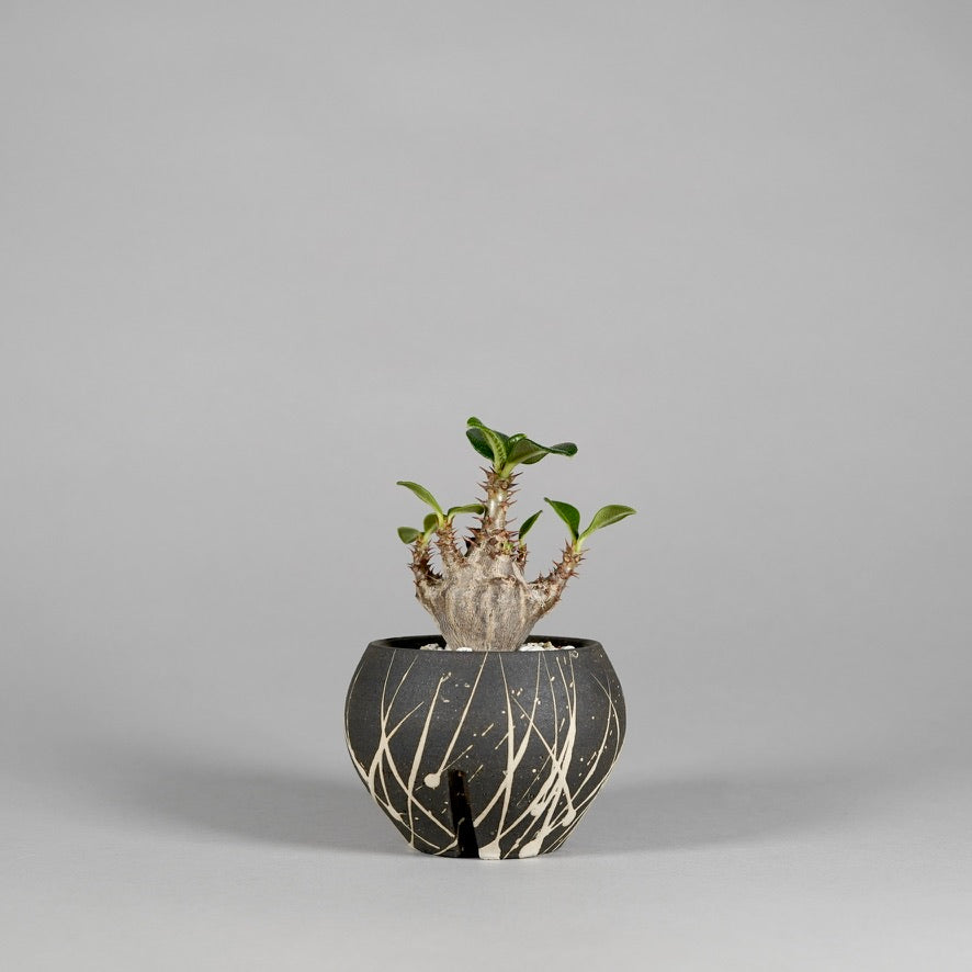 【コレクション株】鉢ごと　ウィンゾリー実生株 植物：BOTANIZE実生 ウィンゾリー / 鉢：沼野秀章さん – ハチラボ