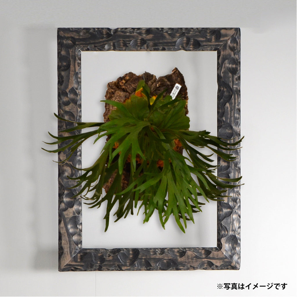 第3ワームホール：com / あぶく /  abuku_02 / W32.7cm × H43.7cm / ビカクシダの額