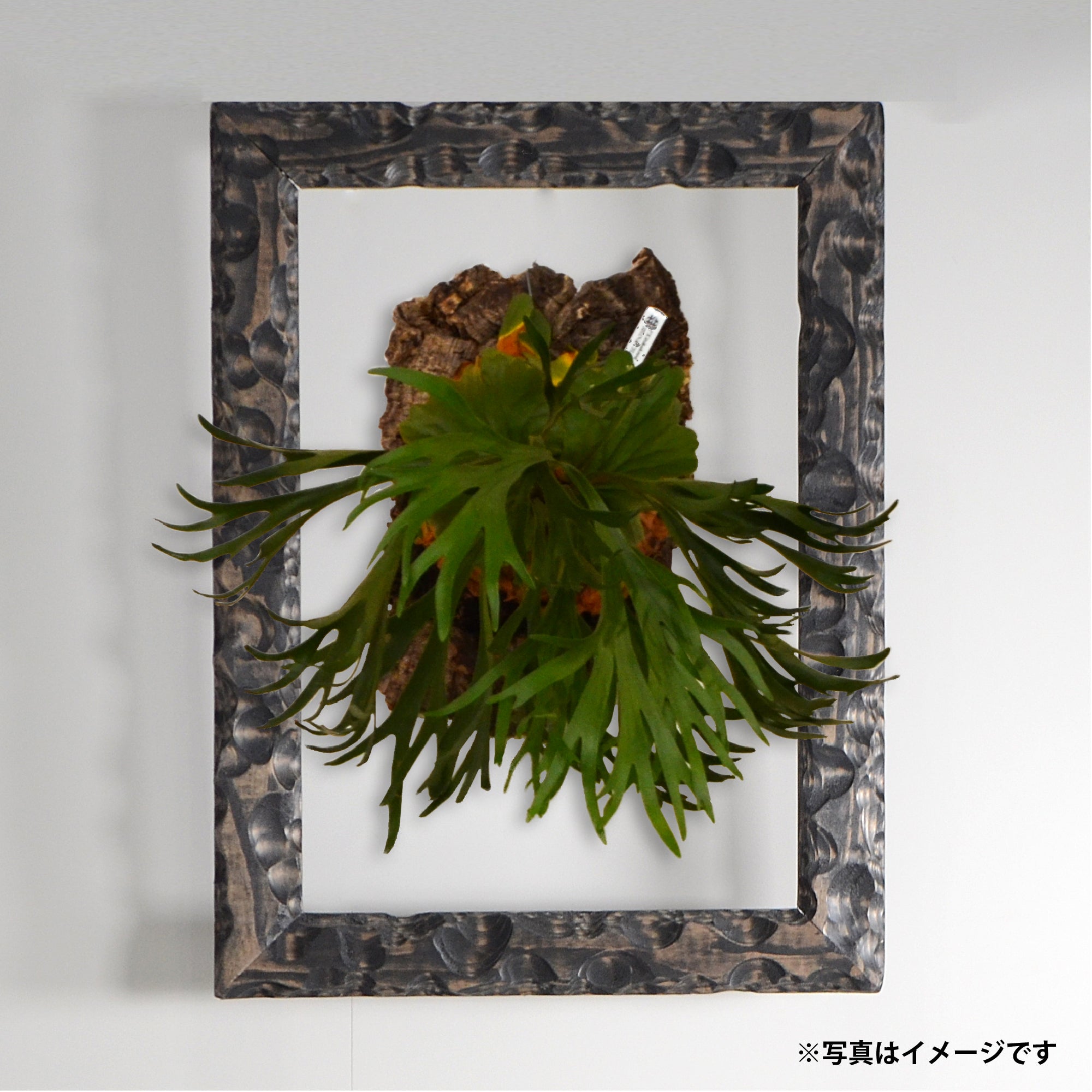 第3ワームホール：com / あぶく /  abuku_02 / W32.7cm × H43.7cm / ビカクシダの額