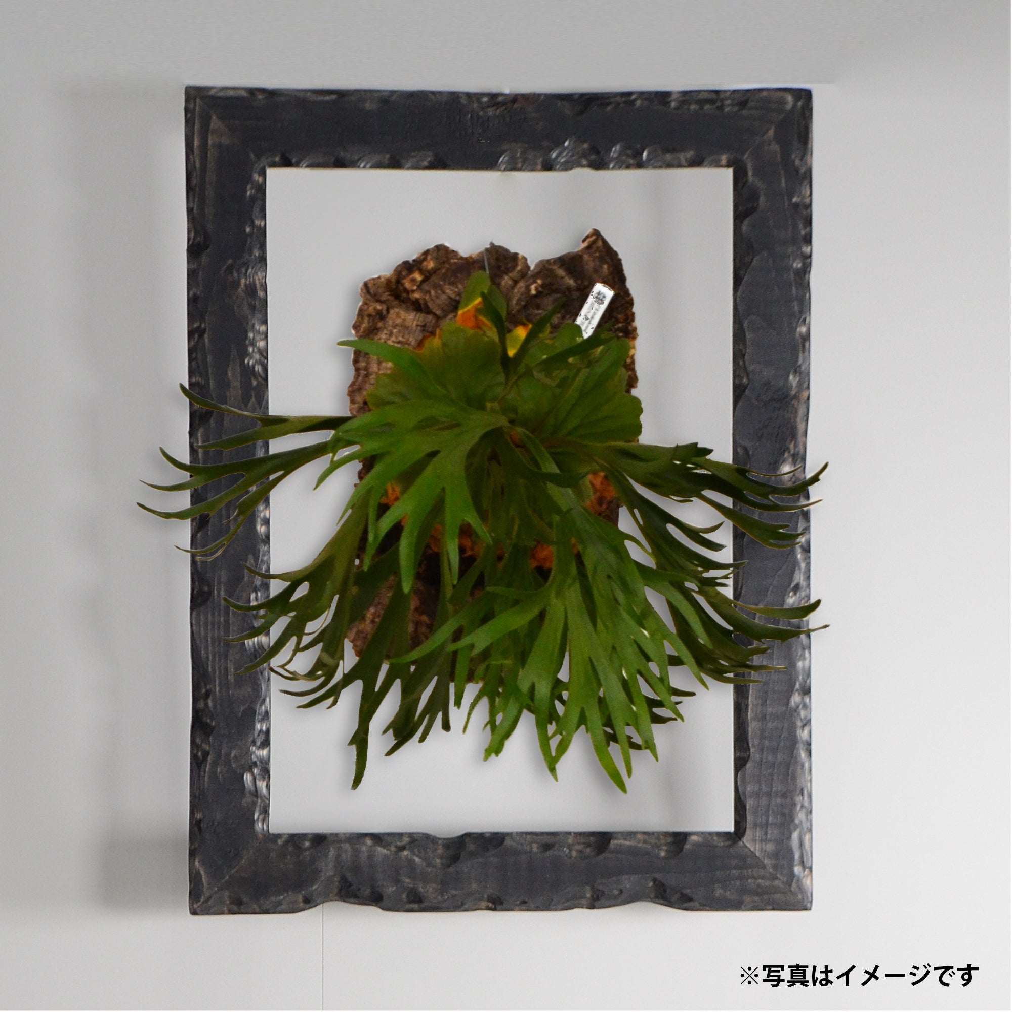 第3ワームホール：com / あぶく /  abuku_03 / W33cm × H43.5cm / ビカクシダの額