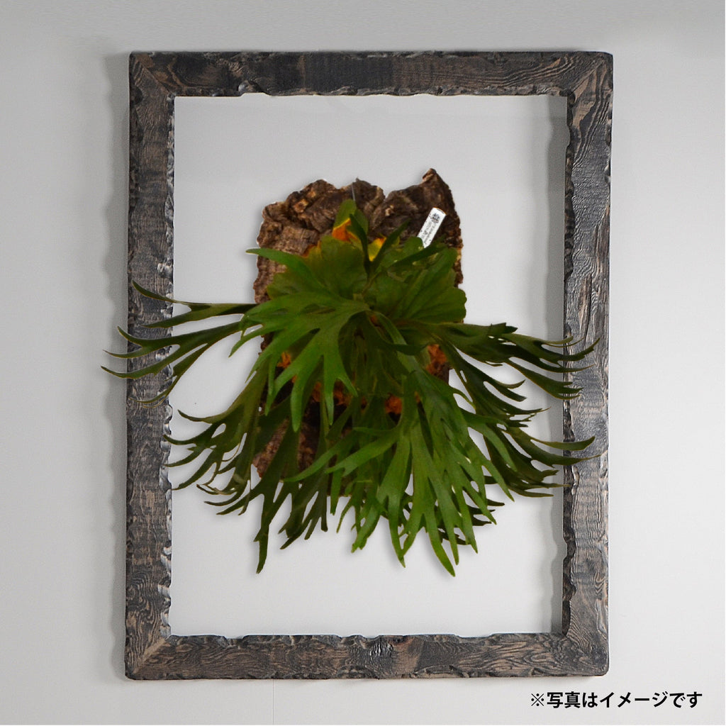 第3ワームホール：com / あぶく /  abuku_05 / W45cm × H59cm / ビカクシダの額