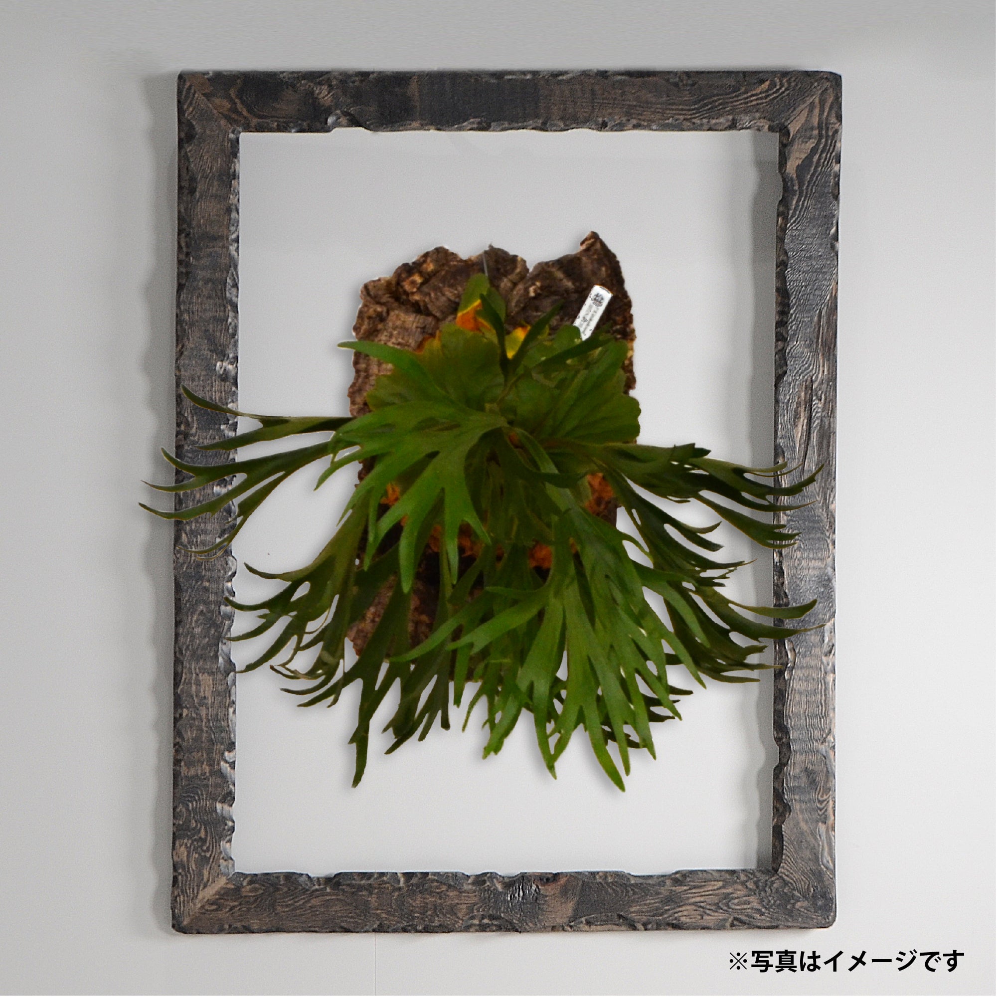 第3ワームホール：com / あぶく /  abuku_05 / W45cm × H59cm / ビカクシダの額