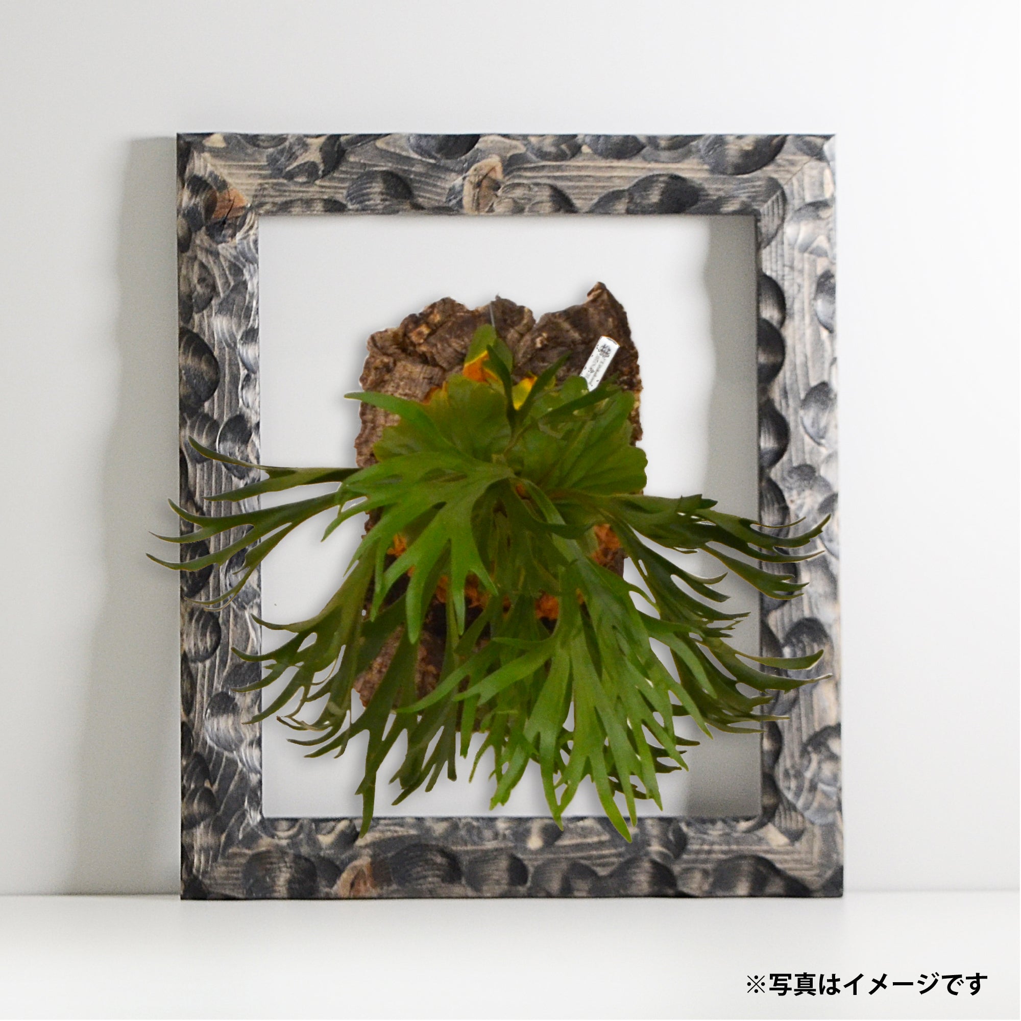 第3ワームホール：com / あぶく杢黒 /  abuku_b_01 / W30.7cm × H35.5cm / ビカクシダの額