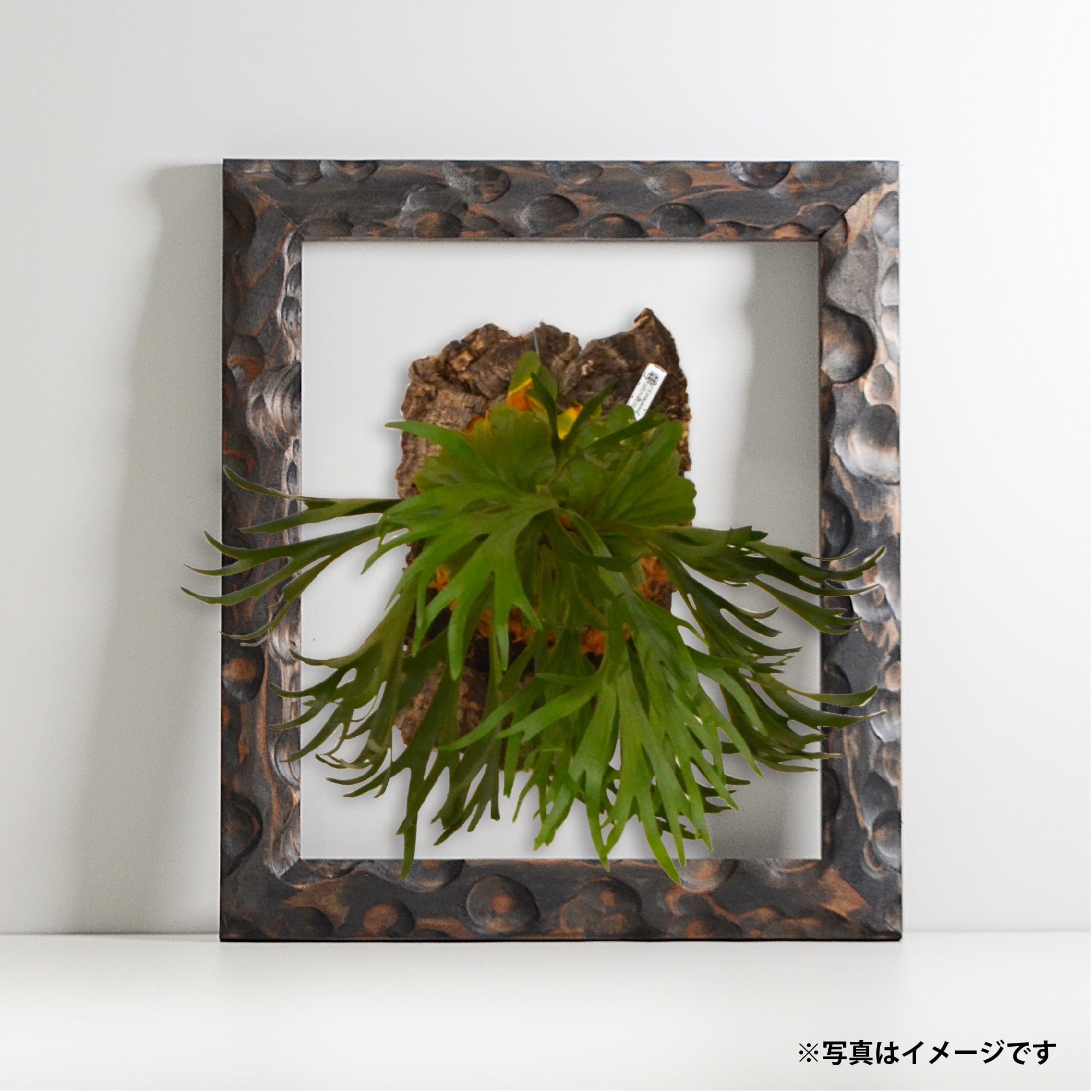 第3ワームホール：com / あぶく杢黒 /  abuku_b_02 / W30.7cm × H35.7cm / ビカクシダの額