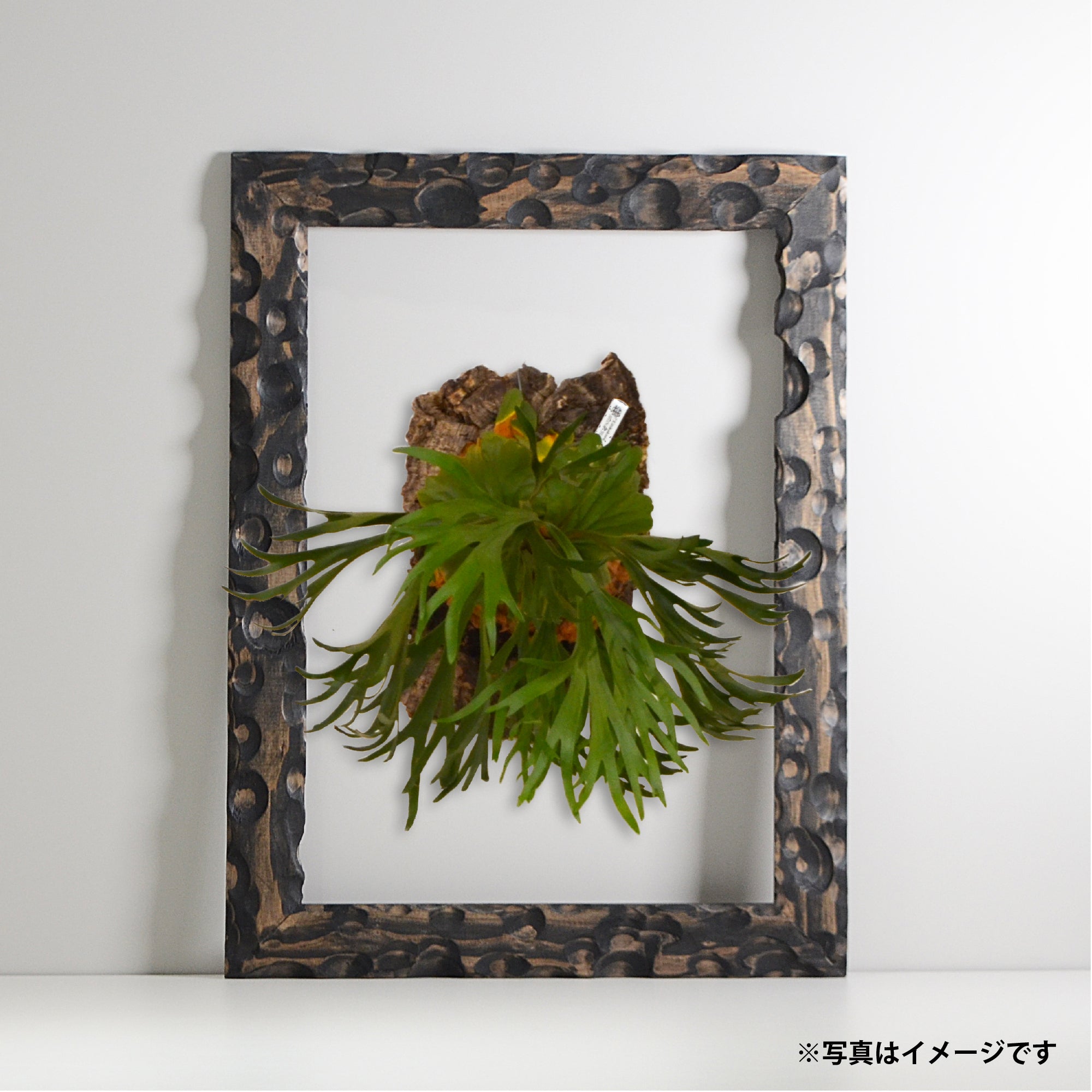 第3ワームホール：com / あぶく杢黒 /  abuku_b_03 / W33.5cm × H44.5cm / ビカクシダの額