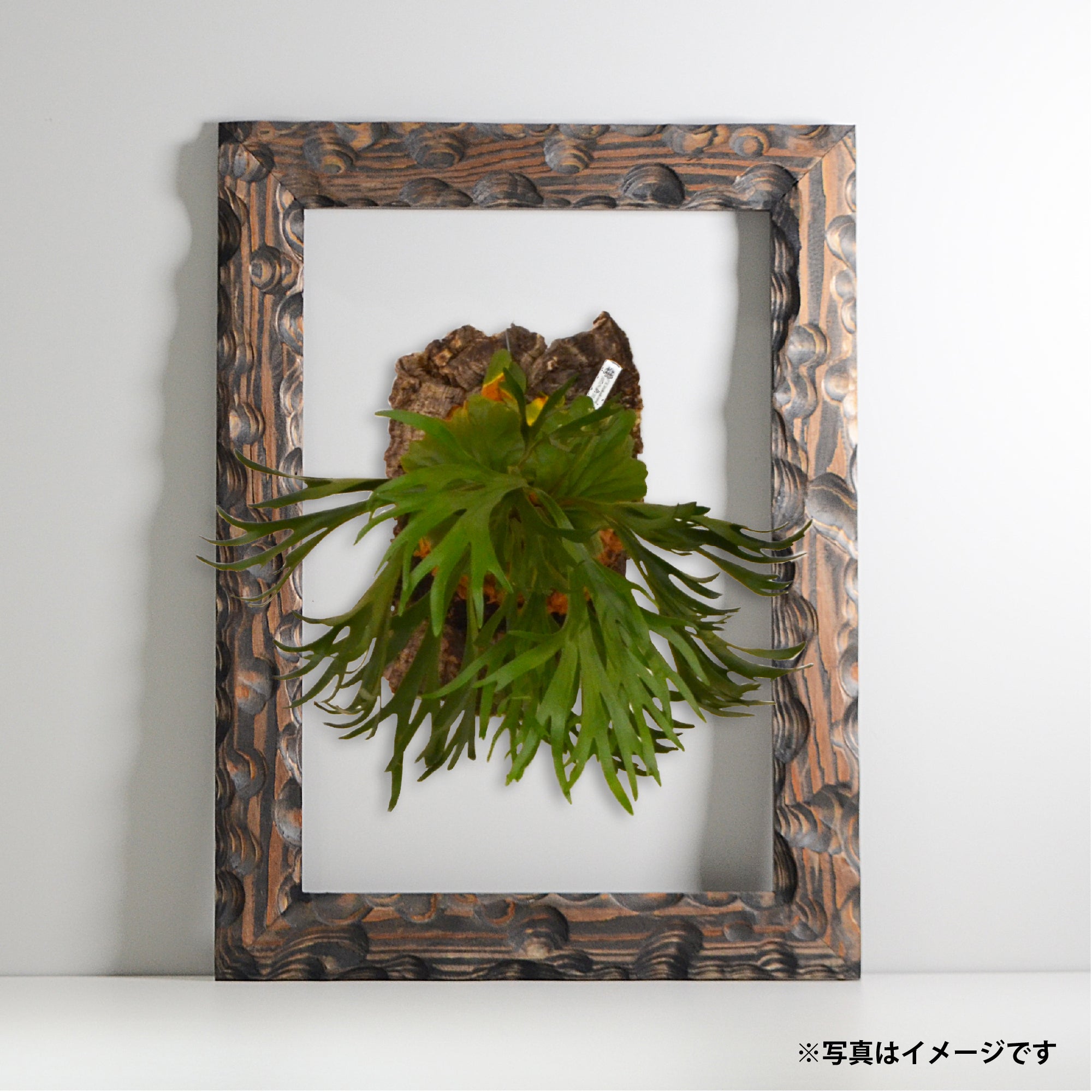 第3ワームホール：com / あぶく杢黒 /  abuku_b_05 / W33cm × H44.5cm / ビカクシダの額