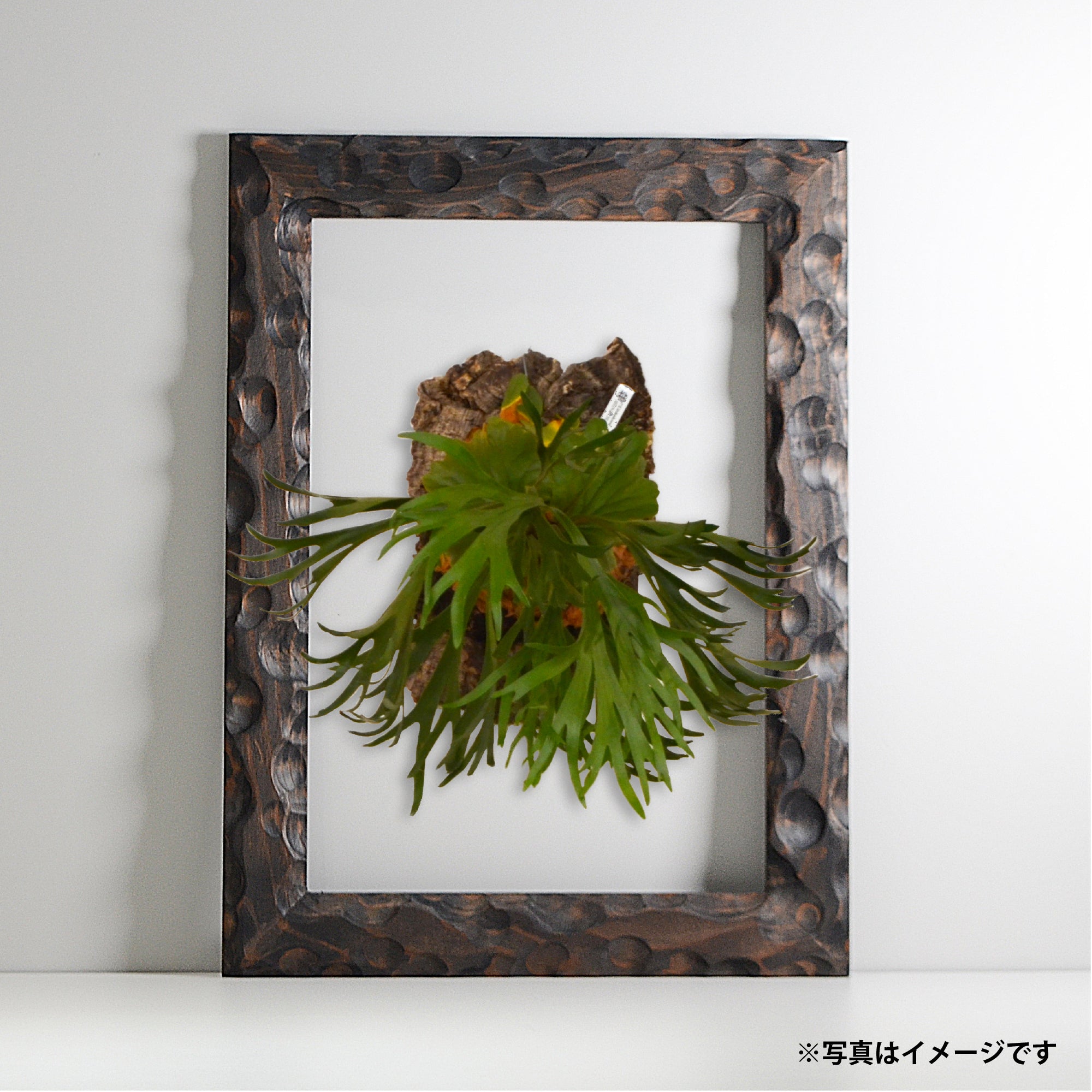 第3ワームホール：com / あぶく杢黒 /  abuku_b_06 / W34cm × H45.4cm / ビカクシダの額