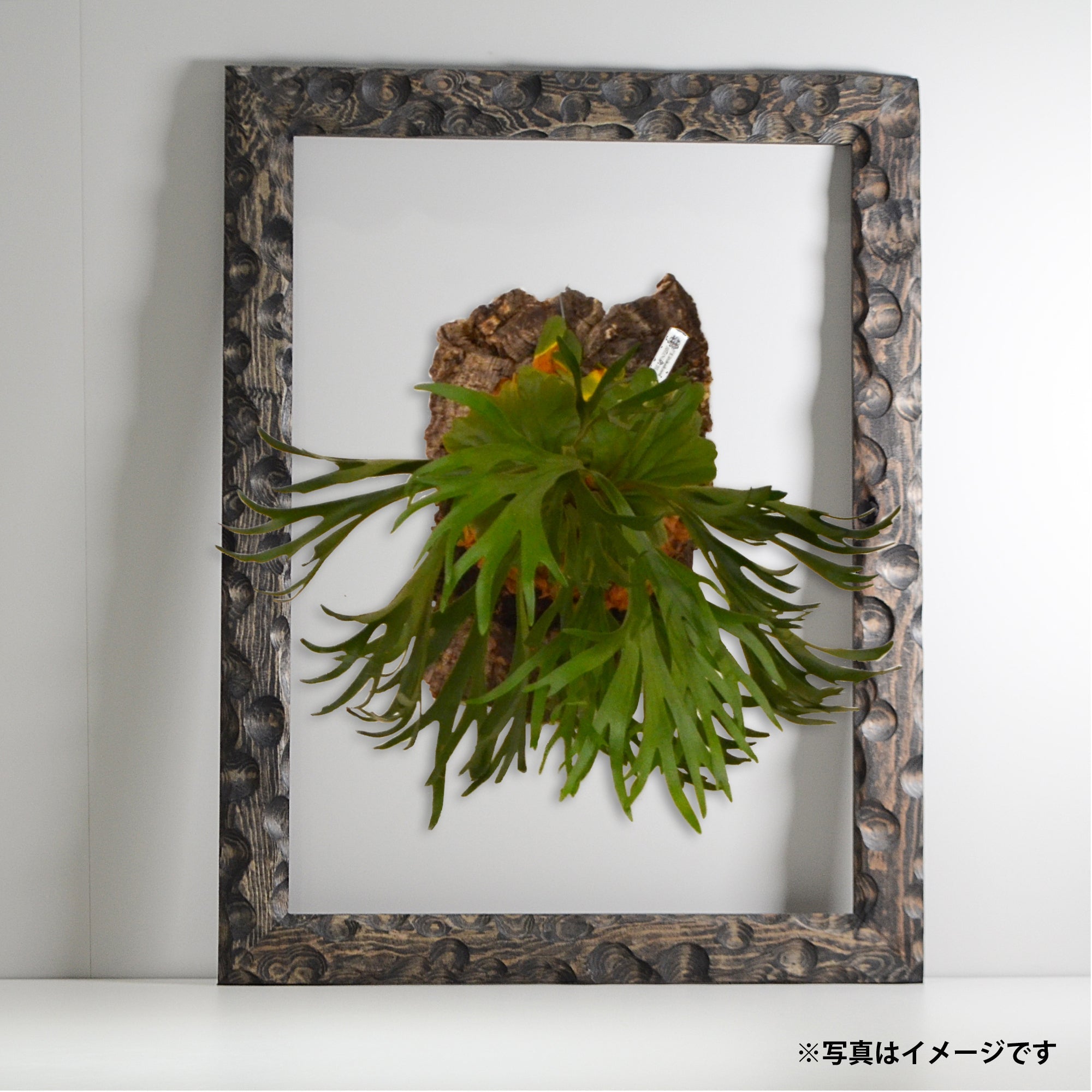 第3ワームホール：com / あぶく杢黒 /  abuku_b_07 / W45.5cm × H59.3cm / ビカクシダの額