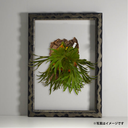 第3ワームホール：com / あぶくオリーブ /  abuku_09 / W35cm × H41cm / ビカクシダの額